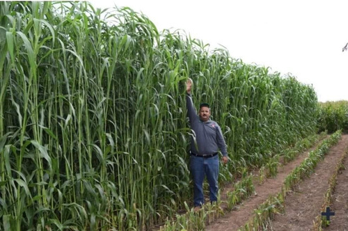 Semilla De Sorgo Forrajero Dulce Sudan Caramelo Saco 20kg
