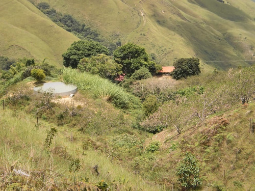 Imagen 11 de 14 de Finca 70 Hectareas Mun Tovar Aragua