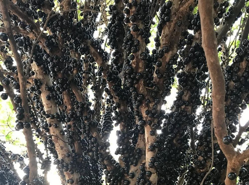 Imagem 5 de 7 de 3kg Forth Jabuticabeiras Adubo Fertilizante Jabuticaba