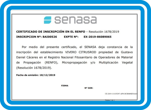 Imagen 9 de 9 de Nogal Europeo Excelente Calidad Vivero Hab.x Senasa