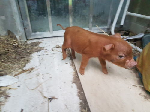 Filhotes De Mini Pig