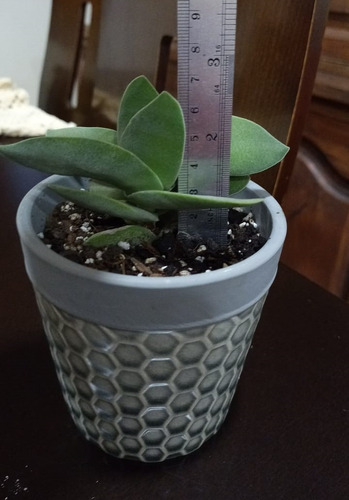 Suculenta Crassula Falcata - Aleta De Tiburón