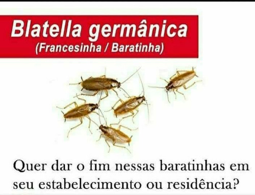 Imagem 2 de 5 de Dedetizadora Em Imóveis Residencial Empresarial Comercial