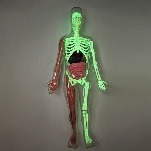 Enseñanza De Anatomía Del Cuerpo Humano Asamblea De Modelo