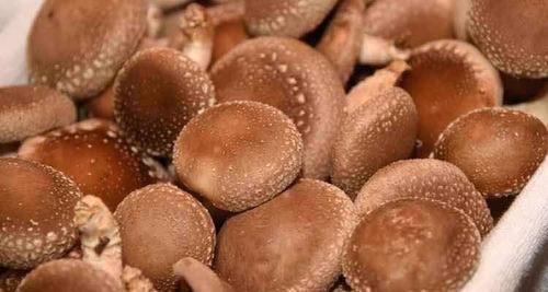 Imagem 4 de 5 de Shitake Direto Do Produtor Saco Com 1kg