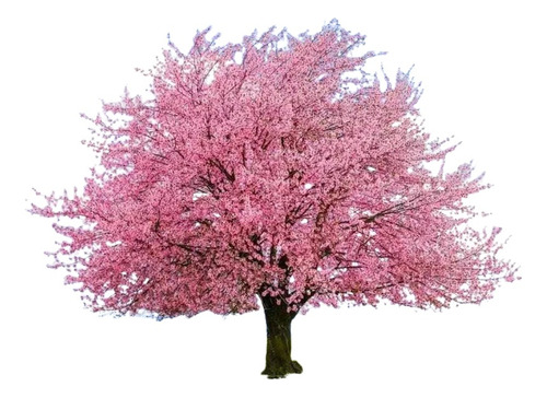Árbol Cerezo Sakura Japonés + Fertilizante + Manual Cuidados