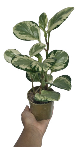 Peperomia Variegada - Plantas De Interior