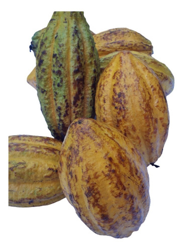 Cacao:  Mazorcas Maduras Fertiles Organicas Oaxaca 20 Piezas