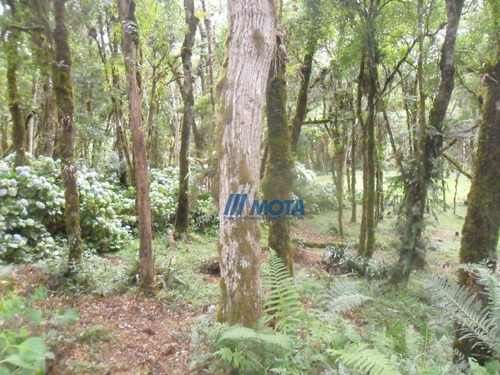 Chácara Á Venda, 42199 M² Por R$ 690.000 - Borda Do Campo - São José Dos Pinhais/pr - Ch0178
