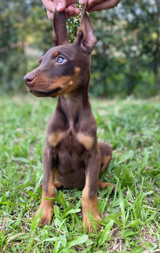 Espectacular Cachorra Doberman