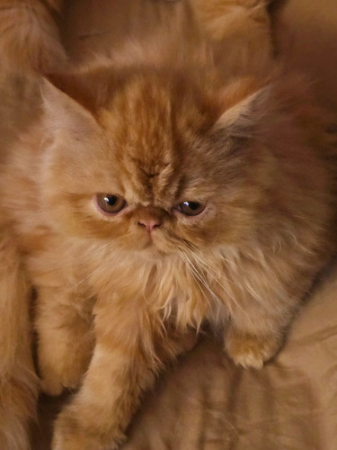 Gatito Persa Redtabby. Vacunado-desp/ Con Kit Comida Regalo Naranja Claro