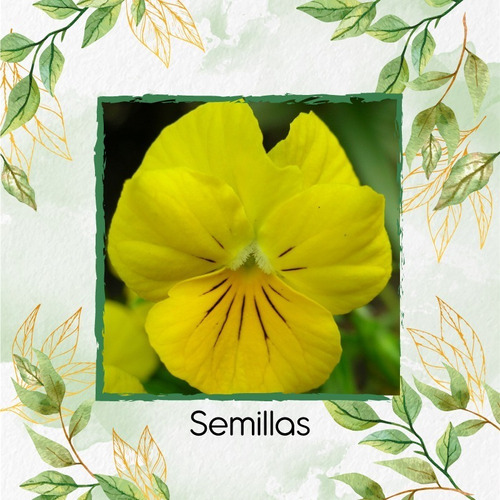 200 Semillas Flor Pensamiento Amarillo + Obsequi Germinación | MercadoLibre