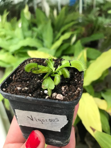 Imagen 8 de 8 de Pack Cultivares Dionaea Muscípula / Carnívora Vitroplant