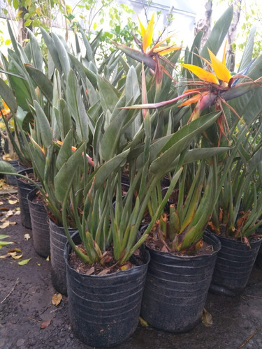 Strelitzia Reginae Flor Pájaro Naranja. Envase 20 Litros