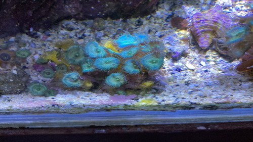 Frag Palythoas Verdes Parazoanthus Amarillos Coral Blando Verde Y Amarillo