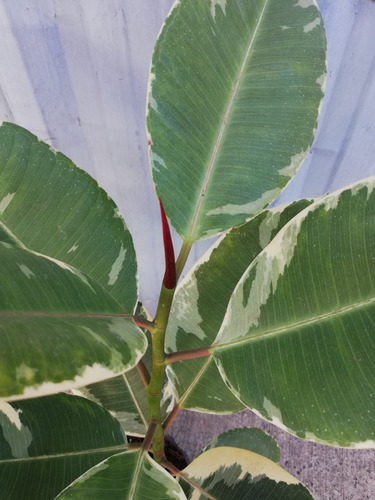 Planta Ficus Elástica Variegado Gomero
