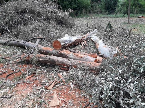 Imagen 4 de 7 de Podas En Altura Arboles Y Talas Limpieza ,y Tala De Palmera