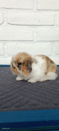 Conejitos Holland Lop, O Belier Enano (Usado)