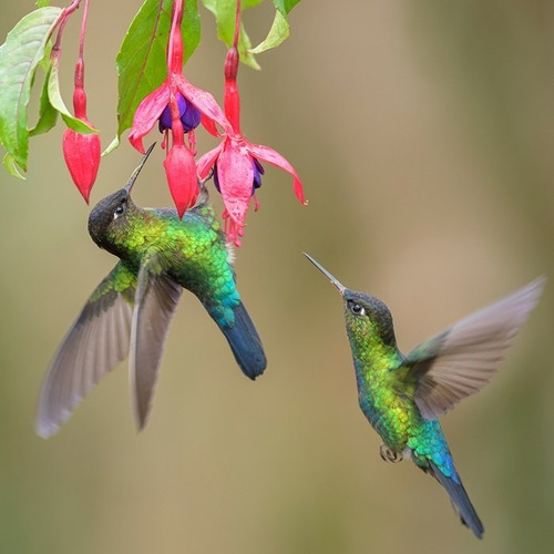 Bebedero Para Colibri 1 Litro 100% Resultados
