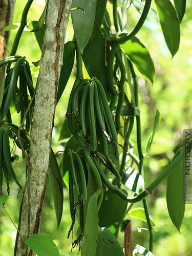 Esqueje O Planta De Vainilla Planifolia