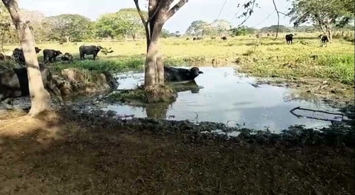 Tierras Privadas En Cojedes, Aptas Para La Cría De Búfalo. Vegas.