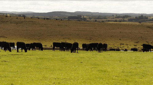 Campo | Garzon