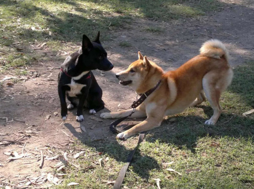Paseo Grupal De Perros