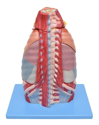 Cavidade Torácica 17 Partes Anatomia Humana Estudo Fisiologi