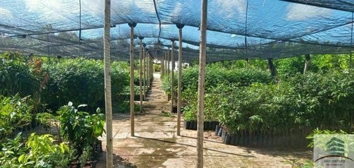 Imagem 14 de 19 de Granja E Empresa De Agronegócio A Venda, Pureza