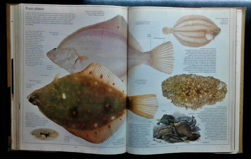 Enciclopedia Visual Clarin Tomo Ii - Aves Mamiferos Reptiles (Usado)