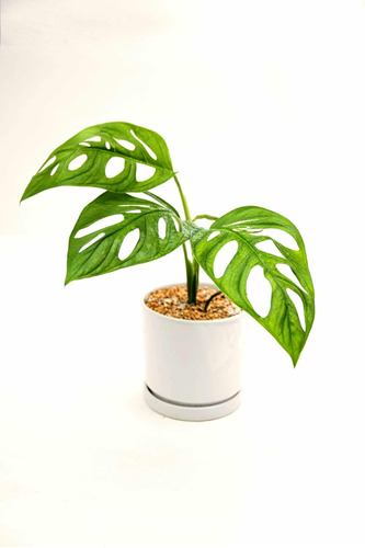 Planta Monstera Adansonii