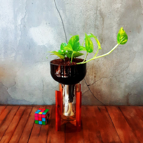 Imagen 3 de 10 de Scindapsus Little Plant 27 Con Soporte, Maceta Autorregante