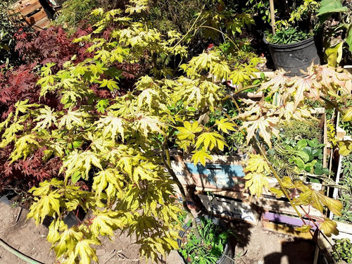 Arces Japoneses, Árboles Japoneses, Acer Coleccion 10lts