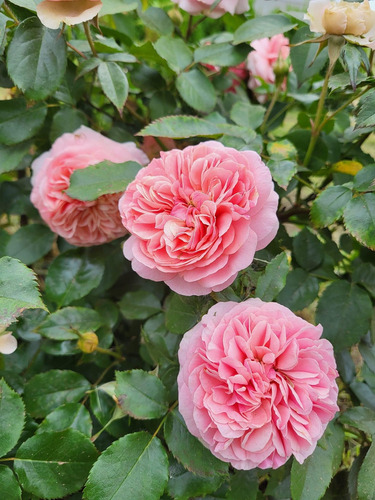 Rosal Exótico Chippendale