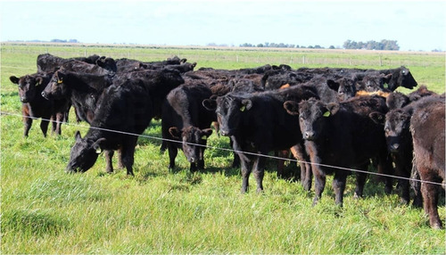 Imagen 4 de 9 de 66 Hectareas Agricolas -ganaderas, En Venta, Balcarce
