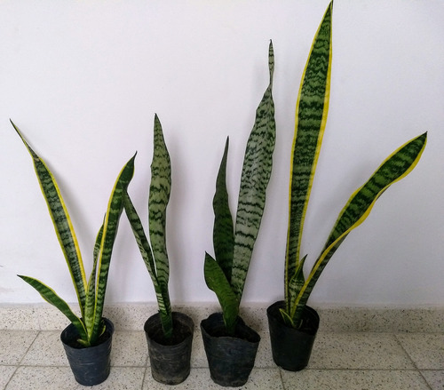 Sansevieria Verde Y De Borde Amarillo-lengua De Suegra