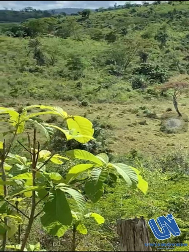 Imagem 6 de 14 de Fazenda Com 2.500 Tarefas Em Jiquiriça - Bahia - Afd061 - 70714272