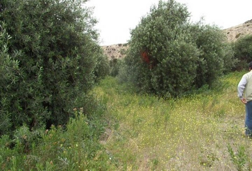 Lote 72, La Cachina