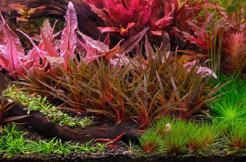 Algicida Apt Fl/fixlite P/ Aquários - The 2hr Aquarist 100ml