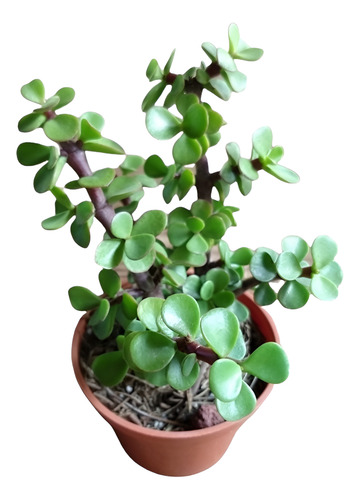 Arbol De La Abundancia 50 Pzas M3 Envio Dhl