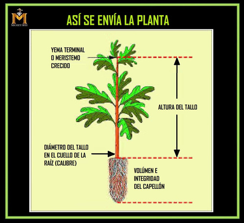 Lechero Africano Látex Para 15 Días + Planta De 2años Madura