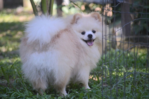 Filhotes De Spitz Alemão Anão Com Pedigree