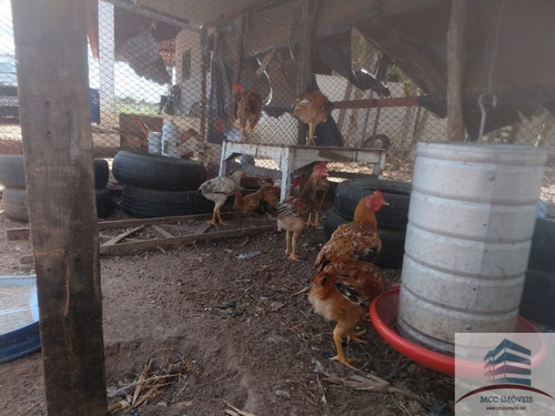 Imagem 11 de 30 de Granja A Venda Em Macaíba