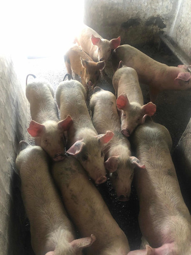 Imagen 1 de 8 de Lechones, Chanchas, Chanchos, Padrillos.