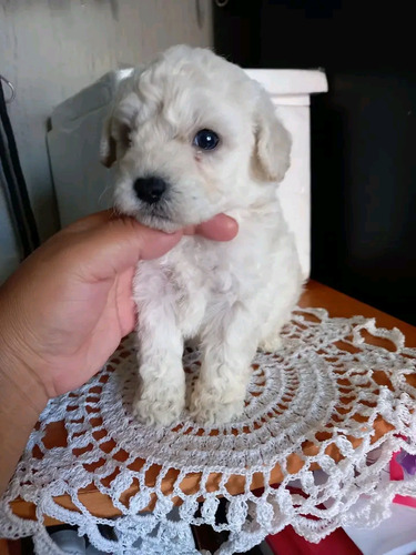 French Poodle Mini Toy