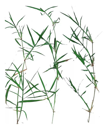 Kit 500 Mudas De Tifton 85 Brs (ramasde 30 Cm)