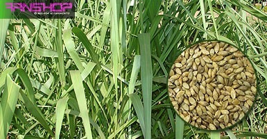 Imagem 2 de 3 de Sementes Brachiaria Piatã Pacote 20kg - Frete Gratis
