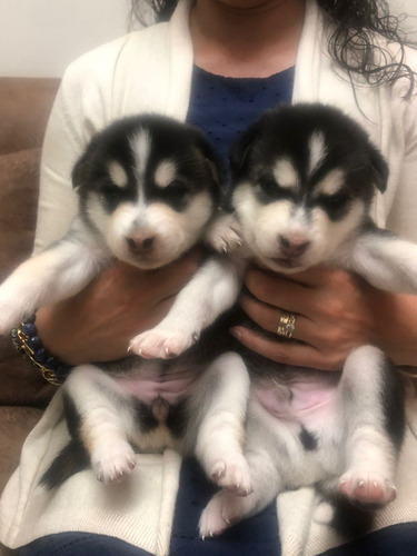 Imagen 3 de 6 de Cachorros Husky Siberianos Buena Genética