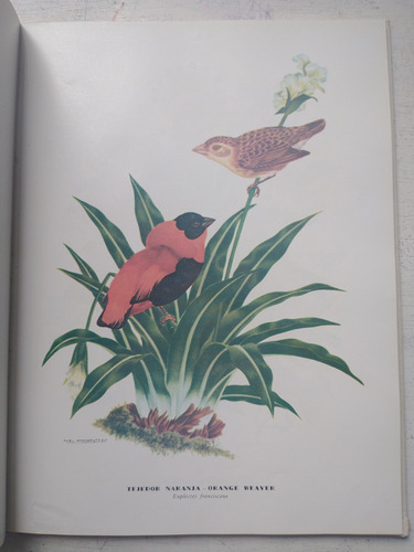 Vida Amorosa De Los Pajaros: Carlos Selva Andrade (Usado)