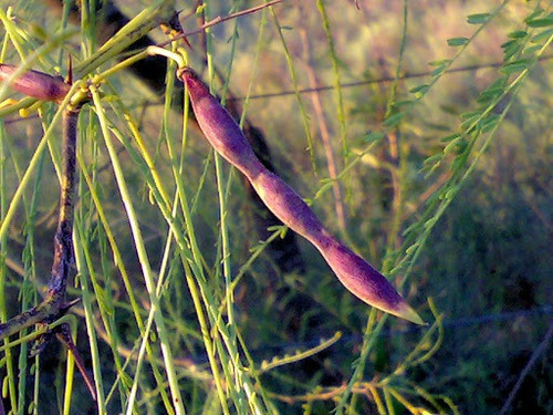 Arbolitos Cina Cina,autoctono